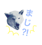 柴れもん。（個別スタンプ：13）