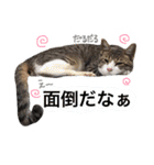 なるくんの日常。（個別スタンプ：6）