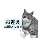 なるくんの日常。（個別スタンプ：14）