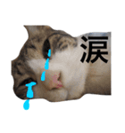 なるくんの日常。（個別スタンプ：19）