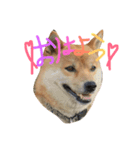 柴犬ころ（個別スタンプ：1）