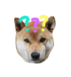 柴犬ころ（個別スタンプ：2）
