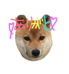 柴犬ころ（個別スタンプ：3）
