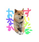 柴犬ころ（個別スタンプ：4）
