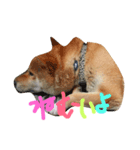 柴犬ころ（個別スタンプ：5）