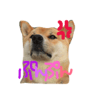 柴犬ころ（個別スタンプ：6）