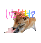 柴犬ころ（個別スタンプ：7）
