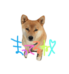 柴犬ころ（個別スタンプ：8）