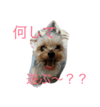 我が家のせばすちゃん！（個別スタンプ：1）