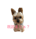 我が家のせばすちゃん！（個別スタンプ：2）