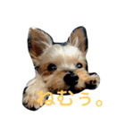 我が家のせばすちゃん！（個別スタンプ：3）