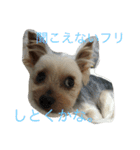我が家のせばすちゃん！（個別スタンプ：11）