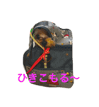 我が家のせばすちゃん！（個別スタンプ：14）