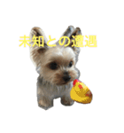 我が家のせばすちゃん！（個別スタンプ：17）