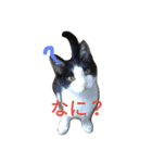 友達の猫（個別スタンプ：1）
