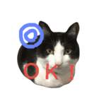 友達の猫（個別スタンプ：2）