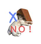 友達の猫（個別スタンプ：3）