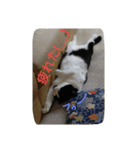 友達の猫（個別スタンプ：4）