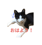 友達の猫（個別スタンプ：5）