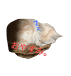 友達の猫（個別スタンプ：6）