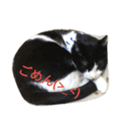 友達の猫（個別スタンプ：8）