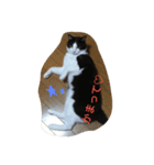 友達の猫（個別スタンプ：10）