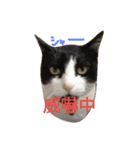 友達の猫（個別スタンプ：12）