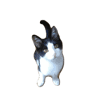 友達の猫（個別スタンプ：13）