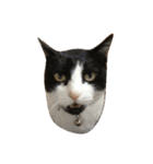 友達の猫（個別スタンプ：14）