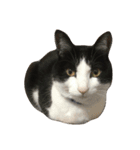 友達の猫（個別スタンプ：15）