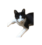 友達の猫（個別スタンプ：16）