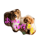 シェルティALBAとトイプードルCOCOA（個別スタンプ：10）