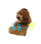 シェルティALBAとトイプードルCOCOA（個別スタンプ：15）