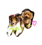 シェルティALBAとトイプードルCOCOA（個別スタンプ：21）