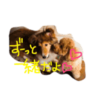 シェルティALBAとトイプードルCOCOA（個別スタンプ：23）