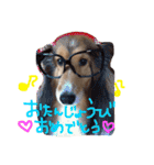 シェルティALBAとトイプードルCOCOA（個別スタンプ：24）