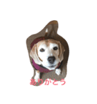 ぺぺカルミート2（個別スタンプ：1）