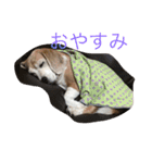 ぺぺカルミート2（個別スタンプ：2）