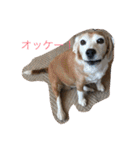 ぺぺカルミート2（個別スタンプ：10）