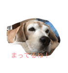 ぺぺカルミート2（個別スタンプ：15）