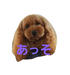 トイプードルのモカパート3（個別スタンプ：6）