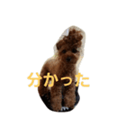トイプードルのモカパート3（個別スタンプ：17）