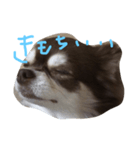 chai funny face（個別スタンプ：1）