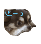 chai funny face（個別スタンプ：3）