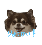 chai funny face（個別スタンプ：4）