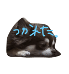 chai funny face（個別スタンプ：5）
