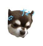 chai funny face（個別スタンプ：6）