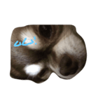 chai funny face（個別スタンプ：7）