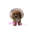 マミちゃん♡がんも君（個別スタンプ：13）