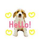 ジャックラッセルテリアのルイ（個別スタンプ：1）